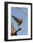Savanna Hawk Perched-MaryAnn McDonald-Framed Photographic Print