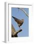 Savanna Hawk Perched-MaryAnn McDonald-Framed Photographic Print