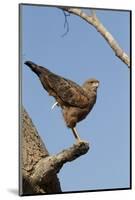 Savanna Hawk Perched-MaryAnn McDonald-Mounted Photographic Print