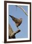 Savanna Hawk Perched-MaryAnn McDonald-Framed Photographic Print