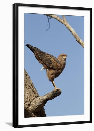 Savanna Hawk Perched-MaryAnn McDonald-Framed Photographic Print