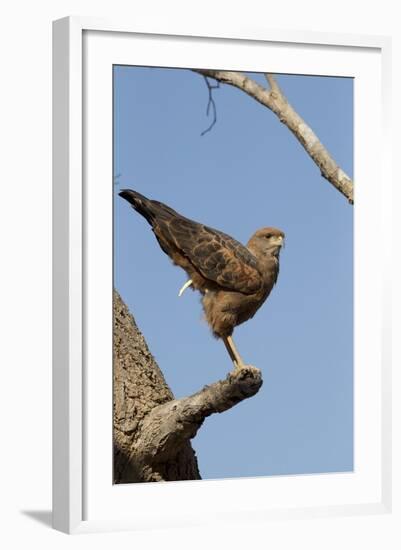 Savanna Hawk Perched-MaryAnn McDonald-Framed Photographic Print