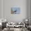 Savanna Hawk Perched-MaryAnn McDonald-Photographic Print displayed on a wall