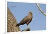 Savanna Hawk Perched-MaryAnn McDonald-Framed Photographic Print