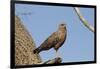 Savanna Hawk Perched-MaryAnn McDonald-Framed Photographic Print