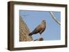 Savanna Hawk Perched-MaryAnn McDonald-Framed Photographic Print