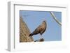 Savanna Hawk Perched-MaryAnn McDonald-Framed Photographic Print