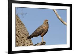 Savanna Hawk Perched-MaryAnn McDonald-Framed Photographic Print