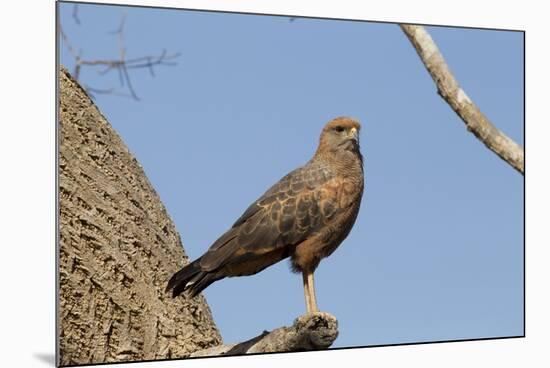 Savanna Hawk Perched-MaryAnn McDonald-Mounted Photographic Print