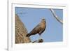 Savanna Hawk Perched-MaryAnn McDonald-Framed Photographic Print