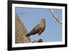 Savanna Hawk Perched-MaryAnn McDonald-Framed Photographic Print