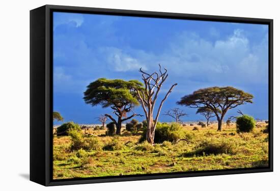 Savanna Landscape and its Flora in Africa, Amboseli, Kenya-Michal Bednarek-Framed Stretched Canvas