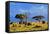 Savanna Landscape and its Flora in Africa, Amboseli, Kenya-Michal Bednarek-Framed Stretched Canvas