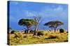 Savanna Landscape and its Flora in Africa, Amboseli, Kenya-Michal Bednarek-Stretched Canvas