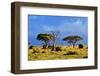 Savanna Landscape and its Flora in Africa, Amboseli, Kenya-Michal Bednarek-Framed Photographic Print