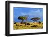 Savanna Landscape and its Flora in Africa, Amboseli, Kenya-Michal Bednarek-Framed Photographic Print