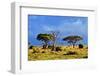 Savanna Landscape and its Flora in Africa, Amboseli, Kenya-Michal Bednarek-Framed Photographic Print