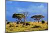 Savanna Landscape and its Flora in Africa, Amboseli, Kenya-Michal Bednarek-Mounted Photographic Print