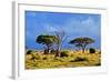 Savanna Landscape and its Flora in Africa, Amboseli, Kenya-Michal Bednarek-Framed Photographic Print