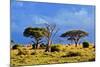 Savanna Landscape and its Flora in Africa, Amboseli, Kenya-Michal Bednarek-Mounted Photographic Print