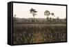 Savanna Rupununi, Guyana-Pete Oxford-Framed Stretched Canvas