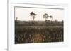 Savanna Rupununi, Guyana-Pete Oxford-Framed Photographic Print