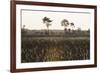 Savanna Rupununi, Guyana-Pete Oxford-Framed Photographic Print