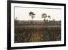 Savanna Rupununi, Guyana-Pete Oxford-Framed Photographic Print