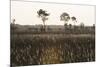 Savanna Rupununi, Guyana-Pete Oxford-Mounted Photographic Print