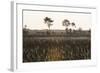 Savanna Rupununi, Guyana-Pete Oxford-Framed Photographic Print