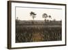 Savanna Rupununi, Guyana-Pete Oxford-Framed Photographic Print