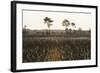 Savanna Rupununi, Guyana-Pete Oxford-Framed Photographic Print