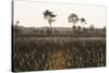 Savanna Rupununi, Guyana-Pete Oxford-Stretched Canvas