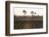 Savanna Rupununi, Guyana-Pete Oxford-Framed Photographic Print