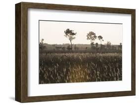 Savanna Rupununi, Guyana-Pete Oxford-Framed Photographic Print