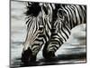 Savanna-Sydney Edmunds-Mounted Giclee Print