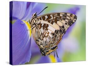 Savannah Charaxes Butterfly on Iris Flower-Darrell Gulin-Stretched Canvas