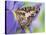 Savannah Charaxes Butterfly on Iris Flower-Darrell Gulin-Stretched Canvas