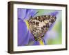 Savannah Charaxes Butterfly on Iris Flower-Darrell Gulin-Framed Photographic Print