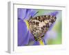 Savannah Charaxes Butterfly on Iris Flower-Darrell Gulin-Framed Photographic Print