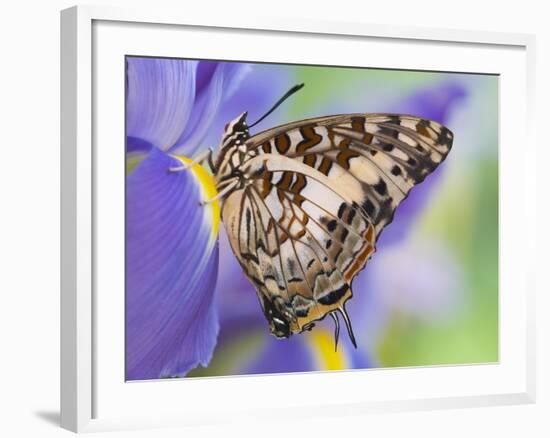 Savannah Charaxes Butterfly on Iris Flower-Darrell Gulin-Framed Photographic Print