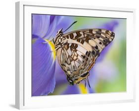 Savannah Charaxes Butterfly on Iris Flower-Darrell Gulin-Framed Photographic Print