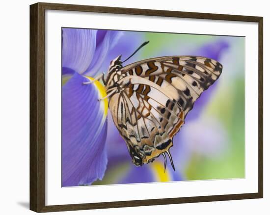 Savannah Charaxes Butterfly on Iris Flower-Darrell Gulin-Framed Photographic Print