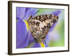 Savannah Charaxes Butterfly on Iris Flower-Darrell Gulin-Framed Photographic Print