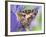 Savannah Charaxes Butterfly on Iris Flower-Darrell Gulin-Framed Photographic Print