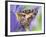 Savannah Charaxes Butterfly on Iris Flower-Darrell Gulin-Framed Photographic Print