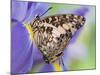 Savannah Charaxes Butterfly on Iris Flower-Darrell Gulin-Mounted Photographic Print