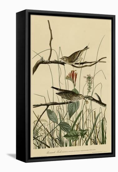 Savannah Finch-null-Framed Stretched Canvas