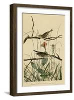 Savannah Finch-null-Framed Giclee Print