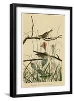 Savannah Finch-null-Framed Giclee Print